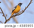 冬鳥　ジョウビタキ雄