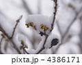 雪帽子のマンサクのつぼみ