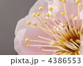 梅