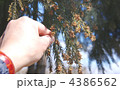 杉花粉の飛散　飛び散る杉花粉　杉花粉