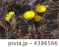 野の福寿草　自生の福寿草　福寿草