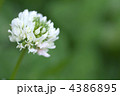 4386895