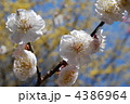 鶯隠