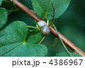 ヤマノイモむかご