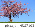 河津桜