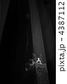 街猫１