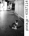 街猫２