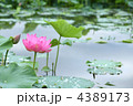 蓮の花