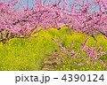 菜の花と桃の花