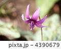 春の花カタクリ