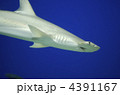 シュモクザメ