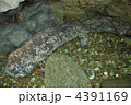 オオサンショウウオ