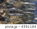 カタクチイワシ