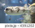ハリセンボン