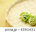 ふきのとう