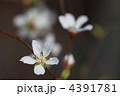 桜桃