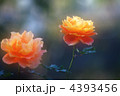 ２輪の薔薇