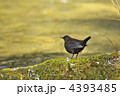 カワガラス