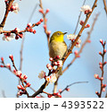 梅とメジロ