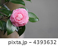 乙女椿