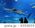 沖縄美ら海水族館