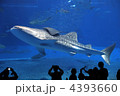 沖縄美ら海水族館