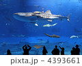 沖縄美ら海水族館