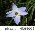 ハナニラ（花韮）