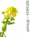 菜の花