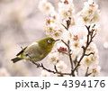 梅とメジロ