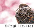 梅とキジバト