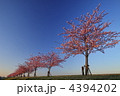 河津桜