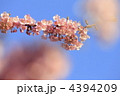 河津桜