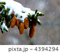 雪の積もった松ぼっくり