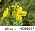 4399027
