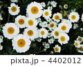 白い花