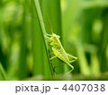 葉の上のバッタ