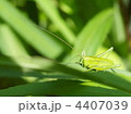 葉の上のバッタ