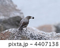 イソヒヨドリ　雌
