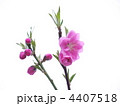 花桃