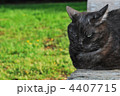 黒猫