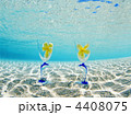 イルカのグラス