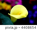 カラーの花