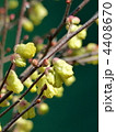 日向水木の花