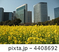 浜離宮の黄色い菜の花