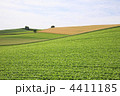 4411185