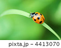 てんとう虫