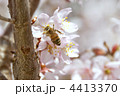 桜とミツバチ