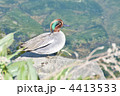 ヨシガモ