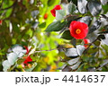 3月　ツバキ・ツバキ科27